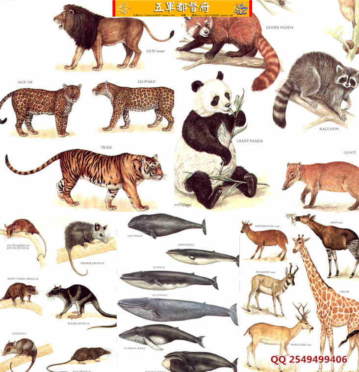 自然界哺乳动物彩色素材图片90幅
