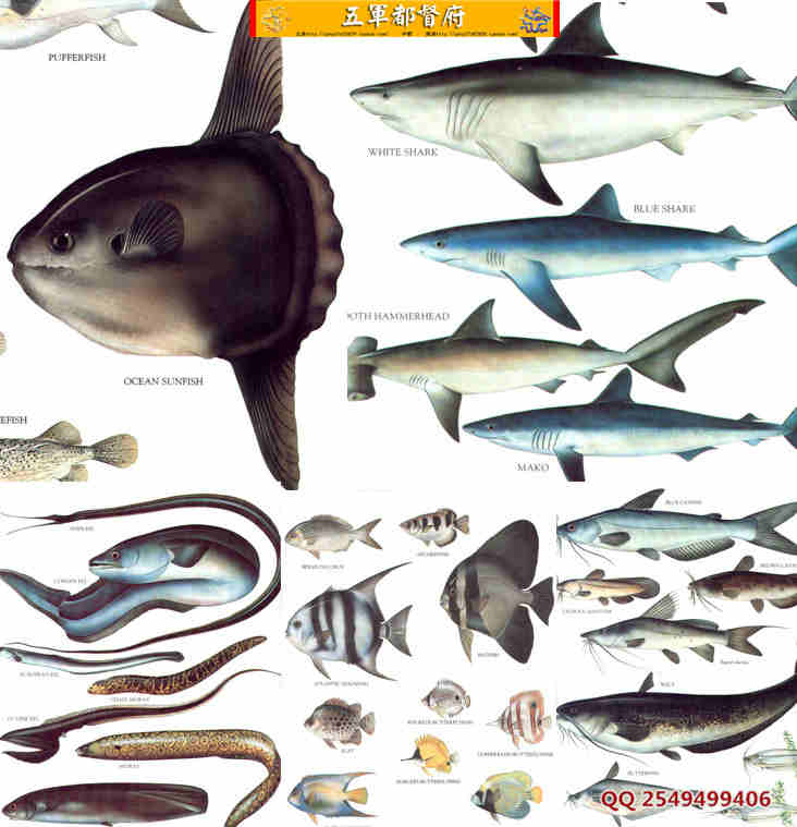 自然界鱼类彩色素材图片48幅